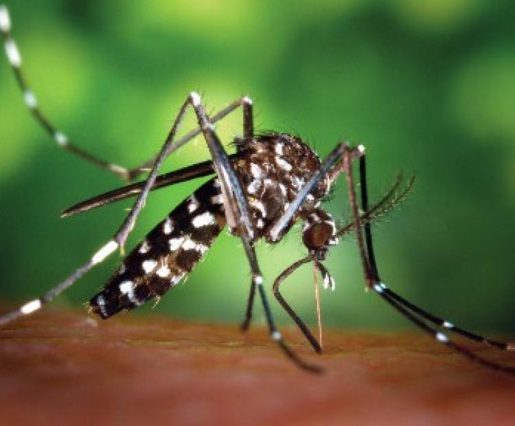 hemeroteca